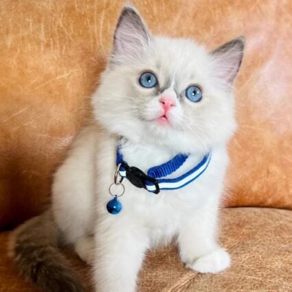 🐈Pedigree Ragdoll Champion line 🏆 GCCF kittens
