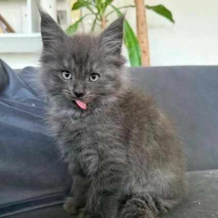 Beautiful Mainecoon kittens