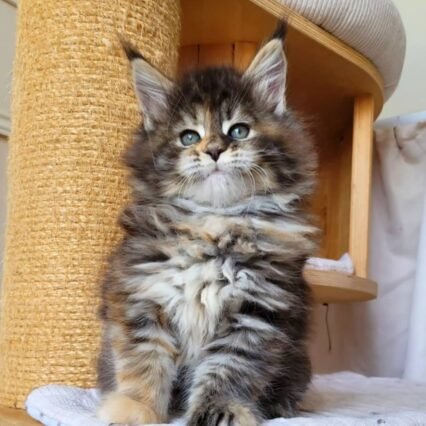 Reduced full breed Maine coon kittens ready now